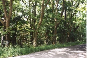 19 trees