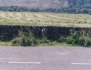 levens